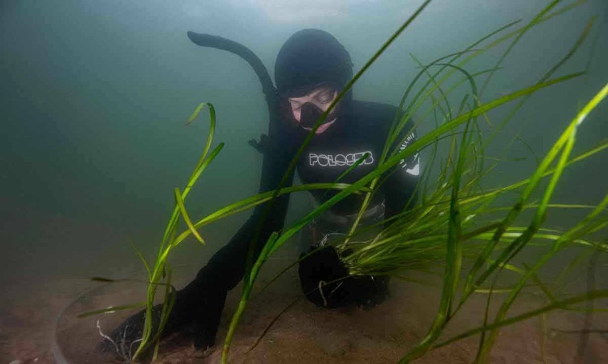 Jardineiros submarinos -  (crédito: James BROOKS / AFP)