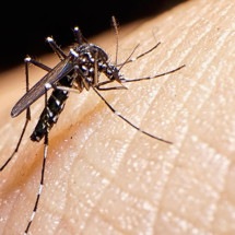 O mosquito tigre, que está por trás de aumento de casos de dengue na Europa - Getty Images