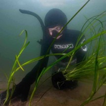 Jardineiros submarinos - James BROOKS / AFP