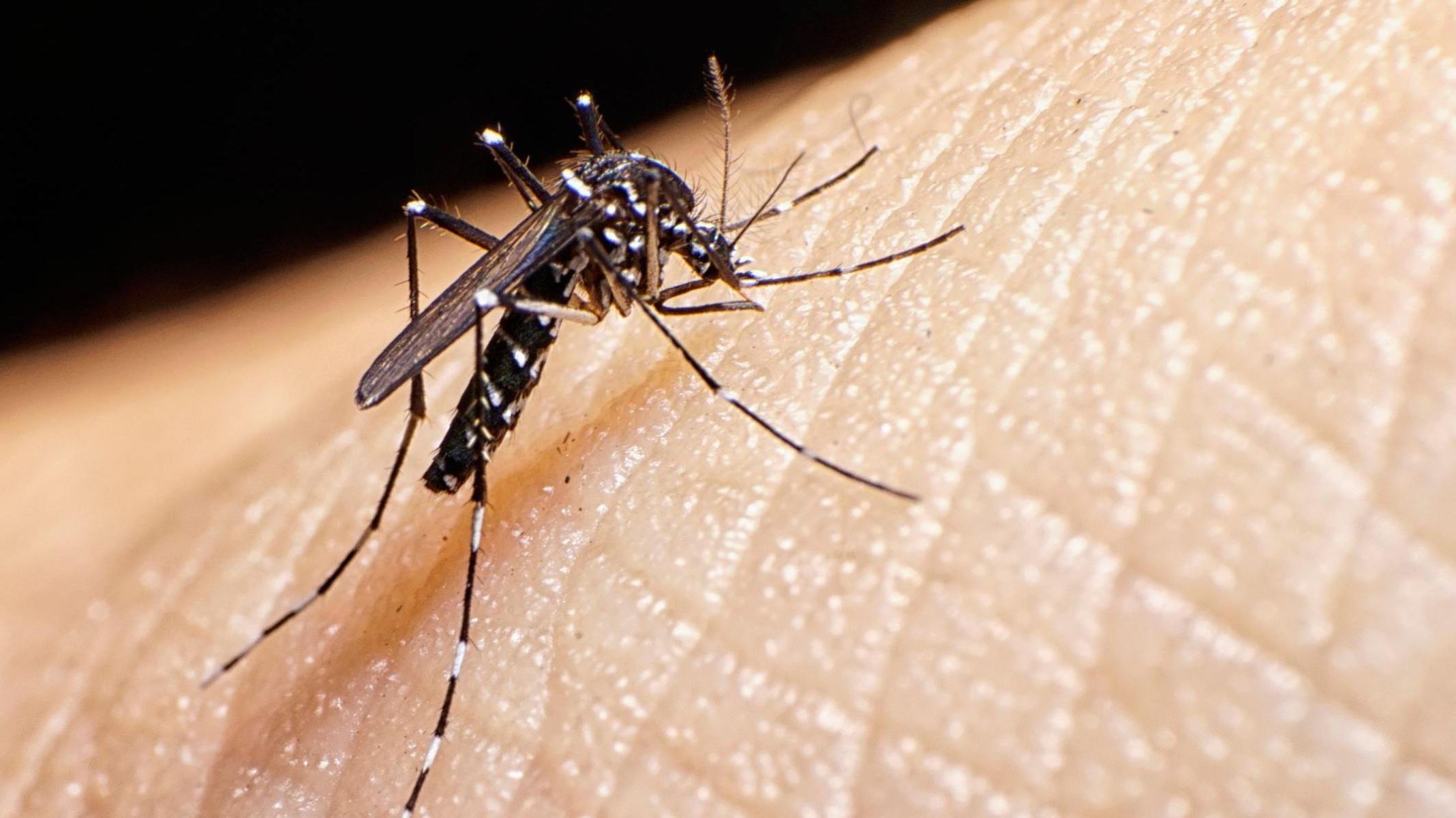 O mosquito tigre, que está por trás de aumento de casos de dengue na Europa