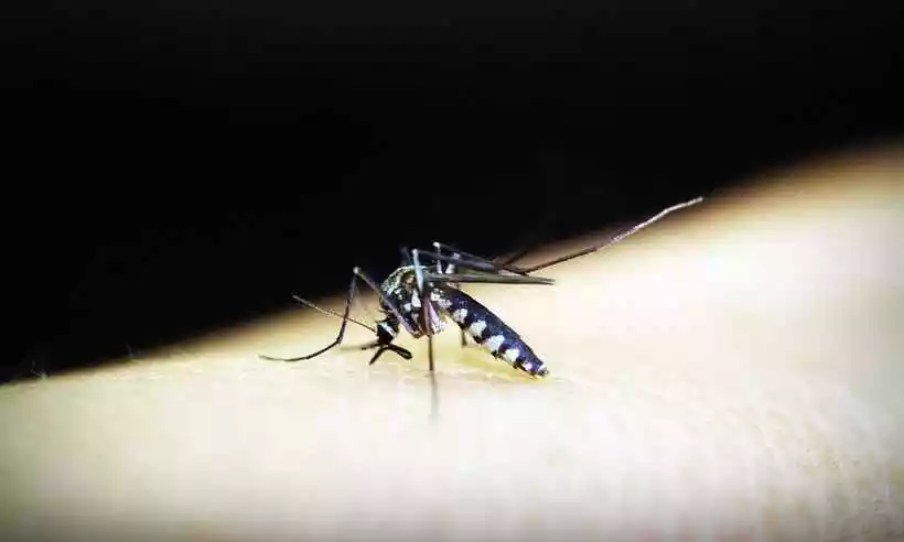 Os sintomas da malária são febre alta, calafrios, tremores, sudorese e dor de cabeça, que podem ocorrer de forma cíclica
 -  (crédito:  Reprodução/Pixabay)