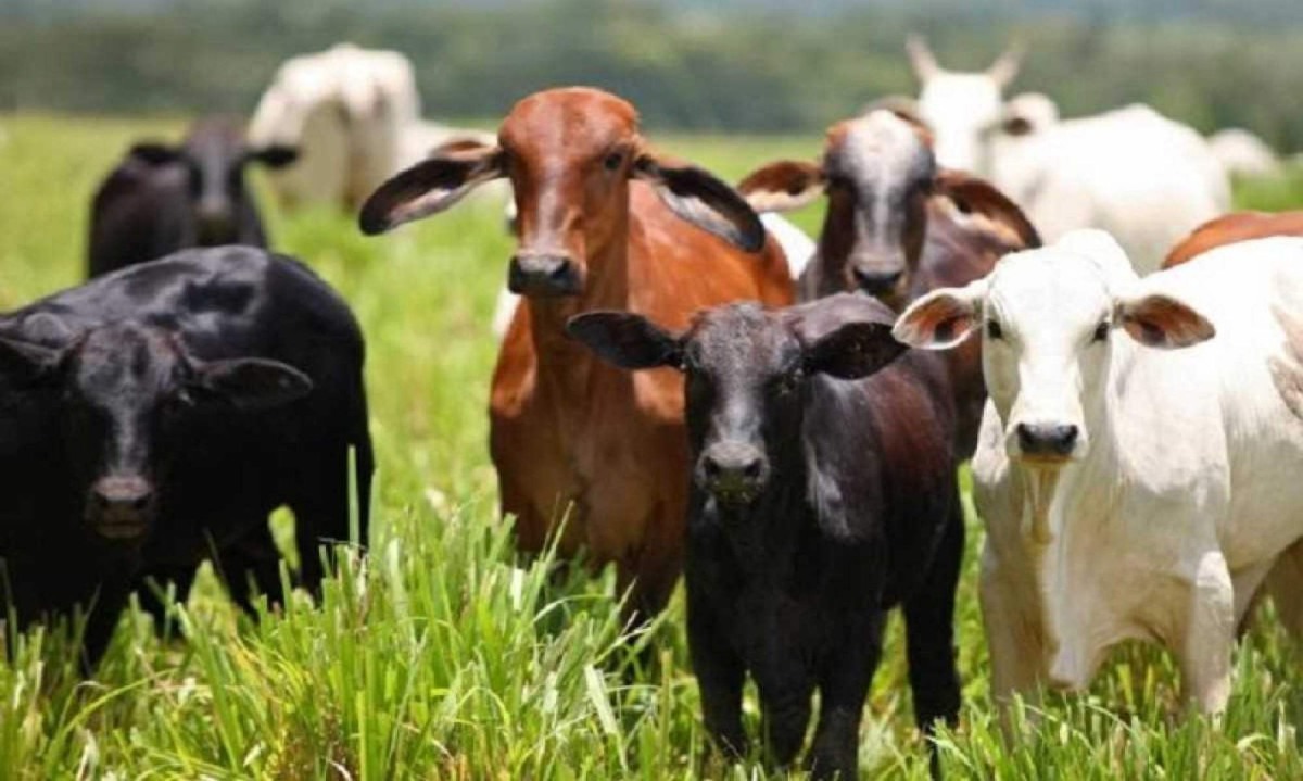 O crime de roubo de gado tem aumentado, muito, em Minas Gerais -  (crédito: Redes sociais)