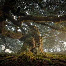 Encontro com a natureza: fotógrafo lança Treelogia, em BH, neste sábado - Cristiano Xavier/Divulga&ccedil;&atilde;o 