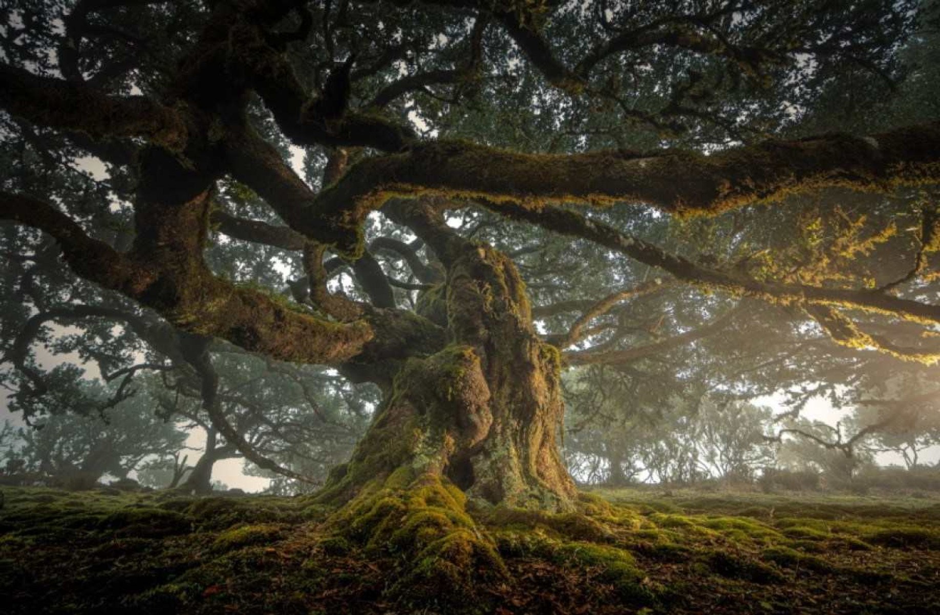 Encontro com a natureza: fotógrafo lança Treelogia, em BH, neste sábado