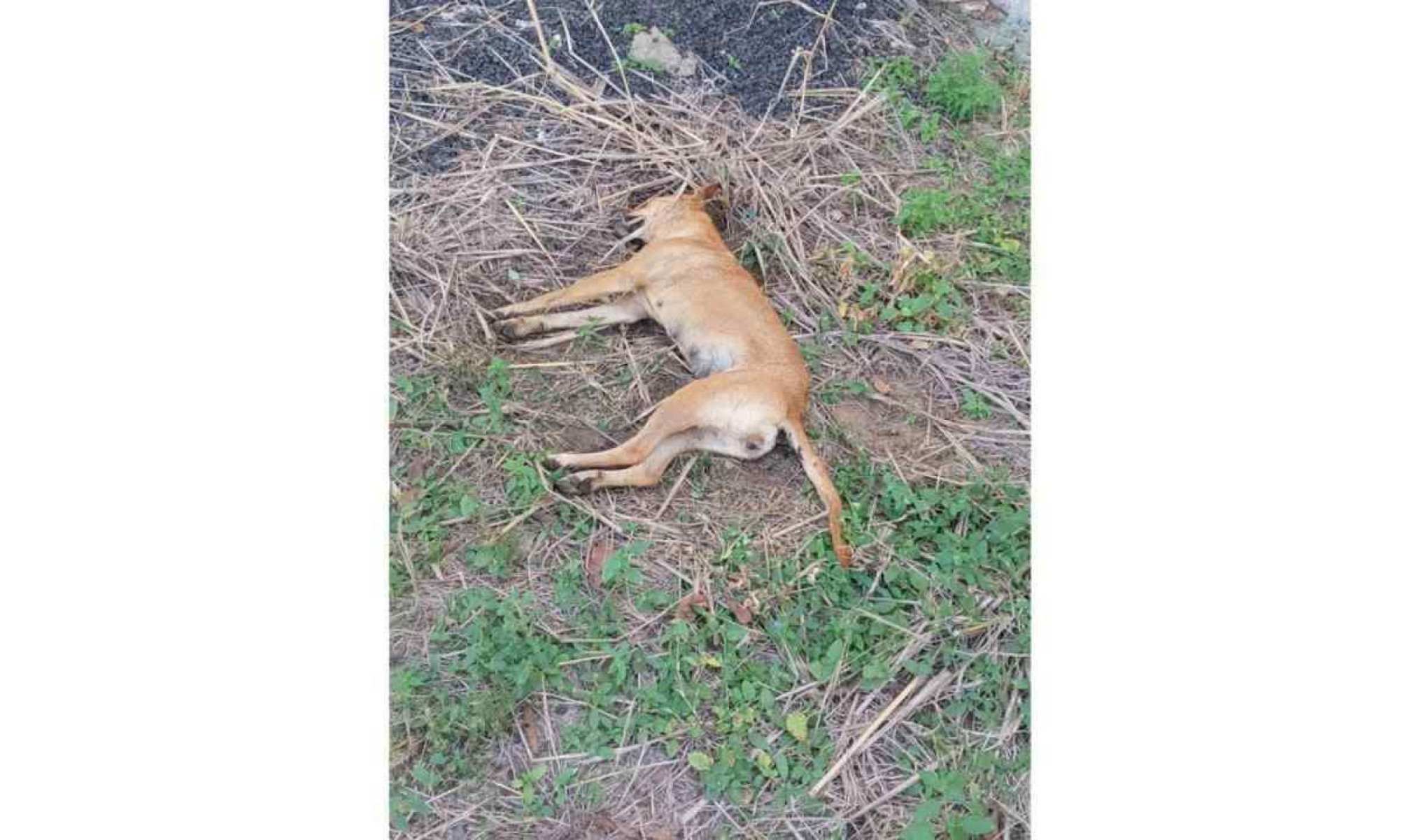 PC de Araxá investiga suposto envenenamento que matou sete cães