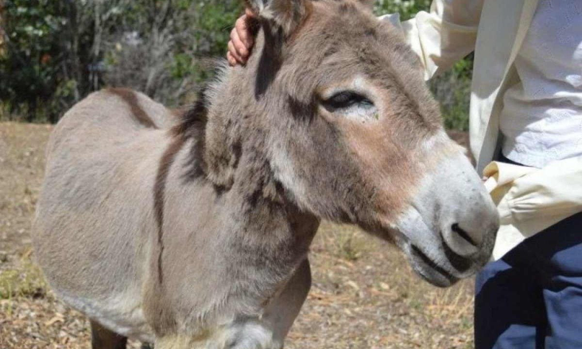Perry, burro que serviu de modelo para personagem do filme Shrek -  (crédito: Divulgação / Barron Park Donkeys)