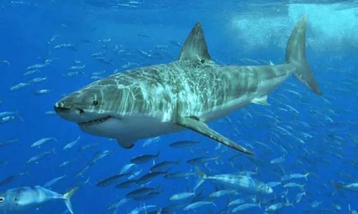 há uma recente disparada no avistamento de tubarões no entorno do santuário marinho onde os mergulhadores avistaram os animais -  (crédito: Reprodução / Internet)
