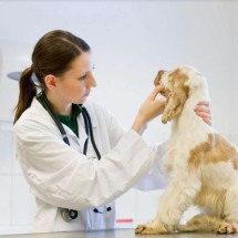 Pets: distúrbios gastrointestinais são terceira causa de ida ao veterinário - Royal Canin/Divulgação