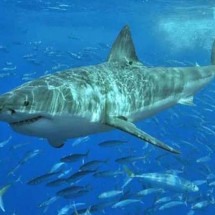 Mergulhadores nadam com cerca de 100 tubarões em SP - Reprodução / Internet