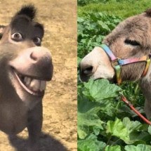 Burro que inspirou o Donkey, de ‘Shrek’, está doente - Instagram