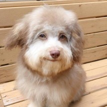 Cãozinho viraliza por seu 'sorriso humano'; confira - Reprodução / Instagram @norichiban