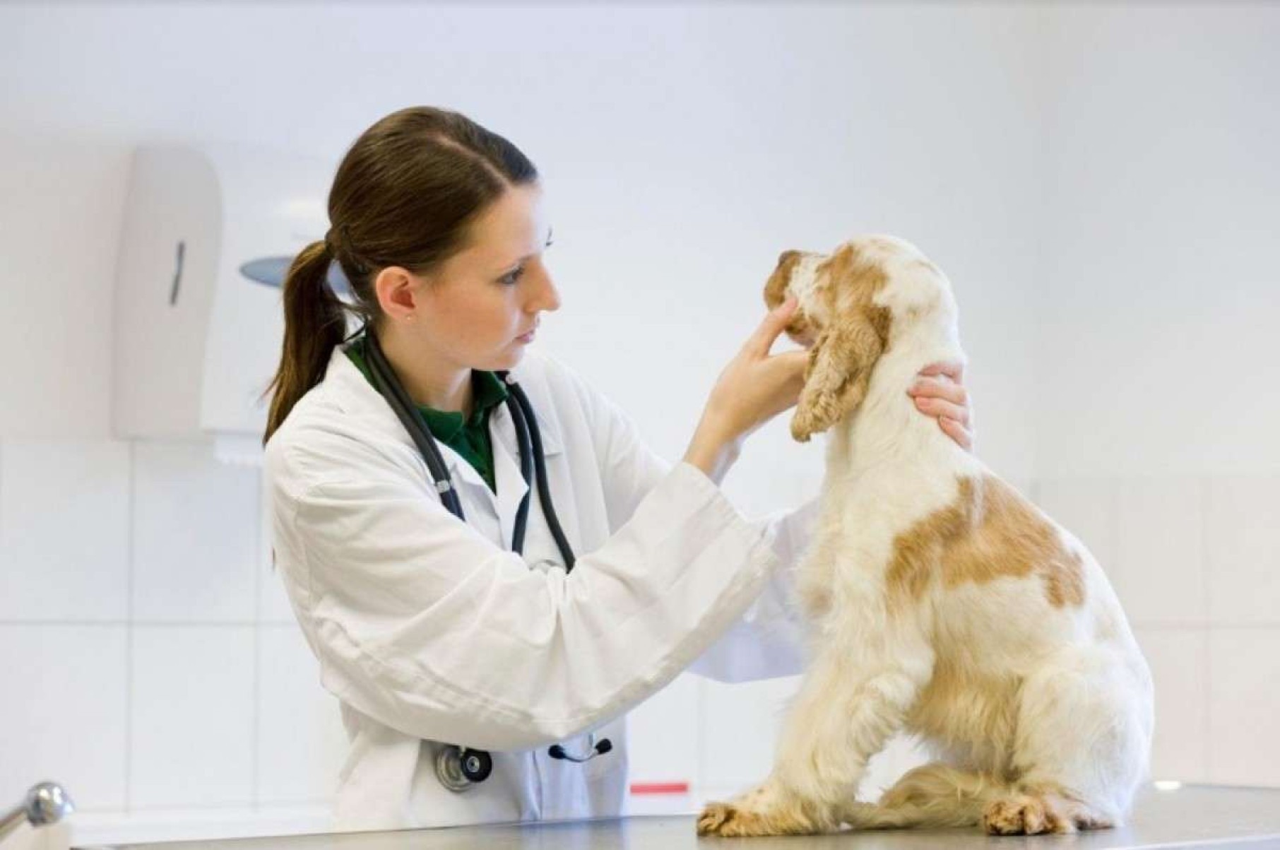 Pets: distúrbios gastrointestinais são terceira causa de ida ao veterinário