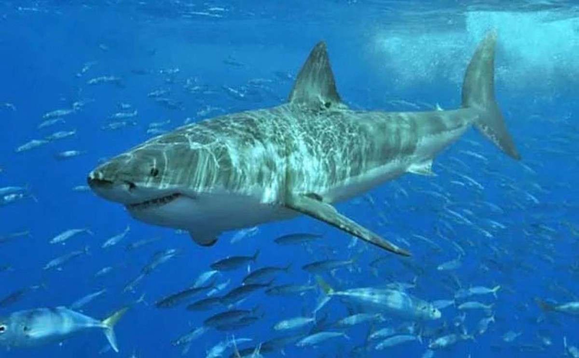 Mergulhadores nadam com cerca de 100 tubarões em SP