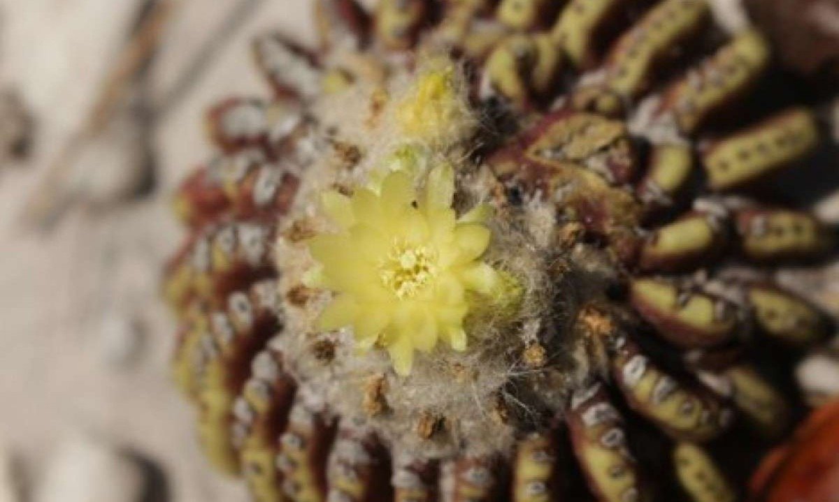 A planta é considerada rara e se diferencia pela ausência de espinhos, característica essa responsável pela escolha de seu nome -  (crédito: Reprodução / Fabiane Nepomuceno da Costa)