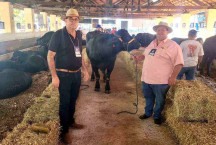 Criadores de búfalo conquistam espaço no agronegócio brasileiro
