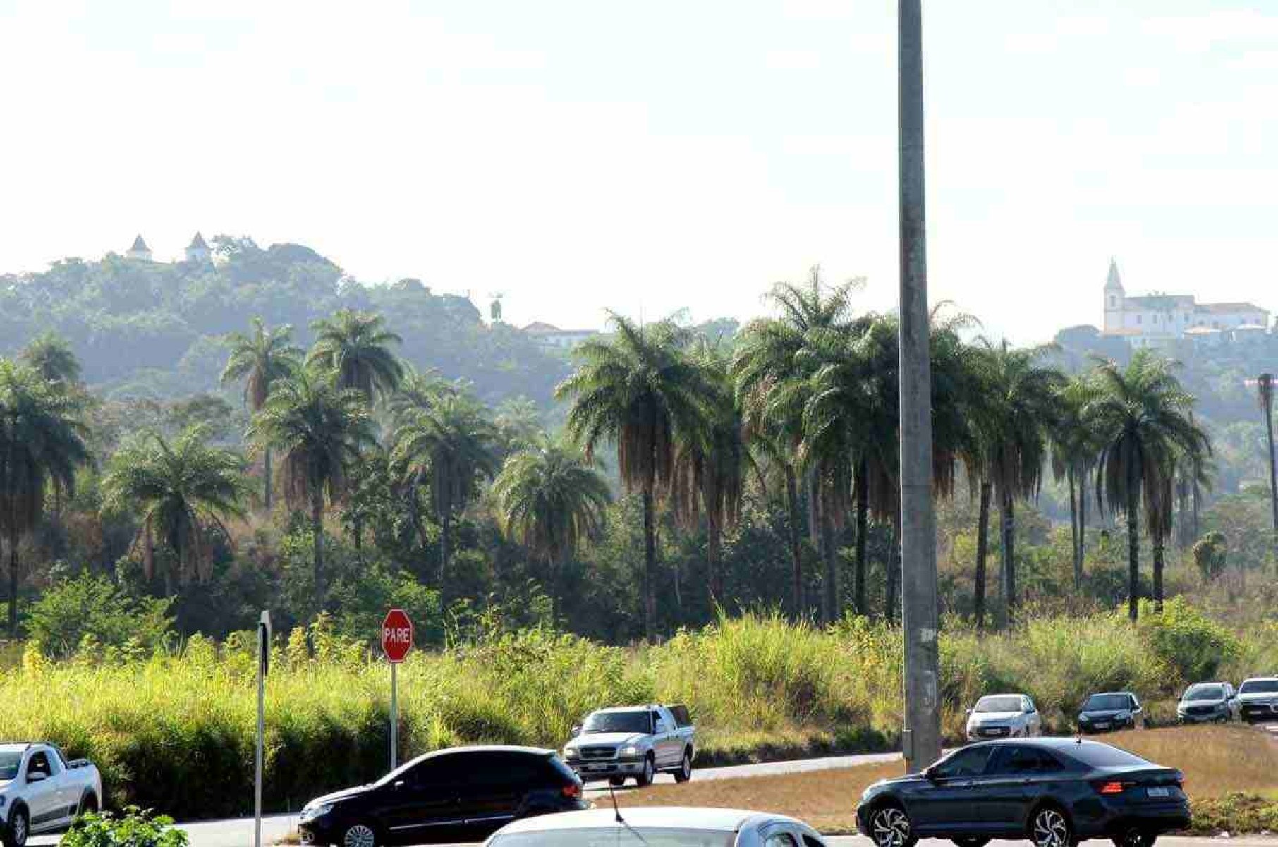 consideradas  patrimônio cultural da cidade, palmeiras  também estariam ameaçadas
