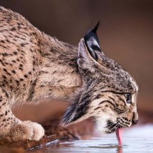 Por que um dos felinos mais raros do mundo não está mais ameaçado de extinção - Getty Images