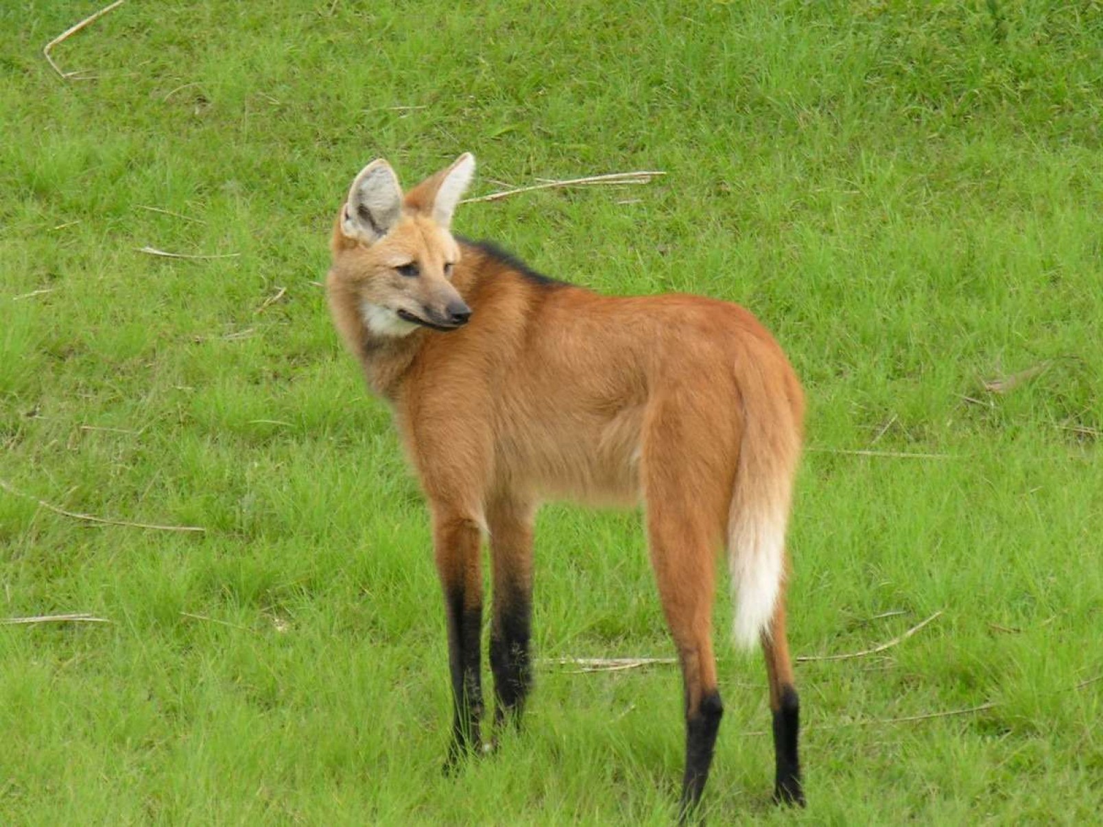  O lobo-guará é o mascote e animal-símbolo de preservação ambiental da RPPN 