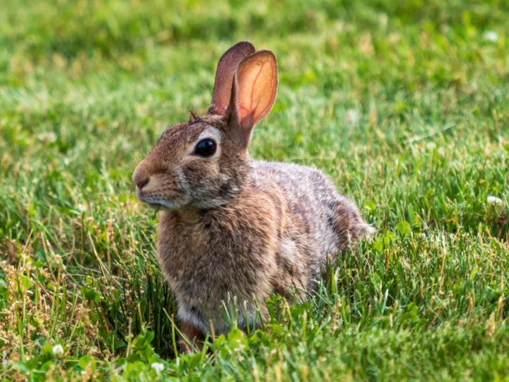 Comem cenoura? Veja mitos e curiosidades sobre os coelhos - freepik wirestock