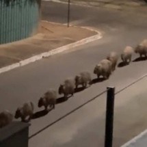 Vídeo: capivaras andam em fila indiana e divertem internautas - Reprodução/Luciana Castello Branco
