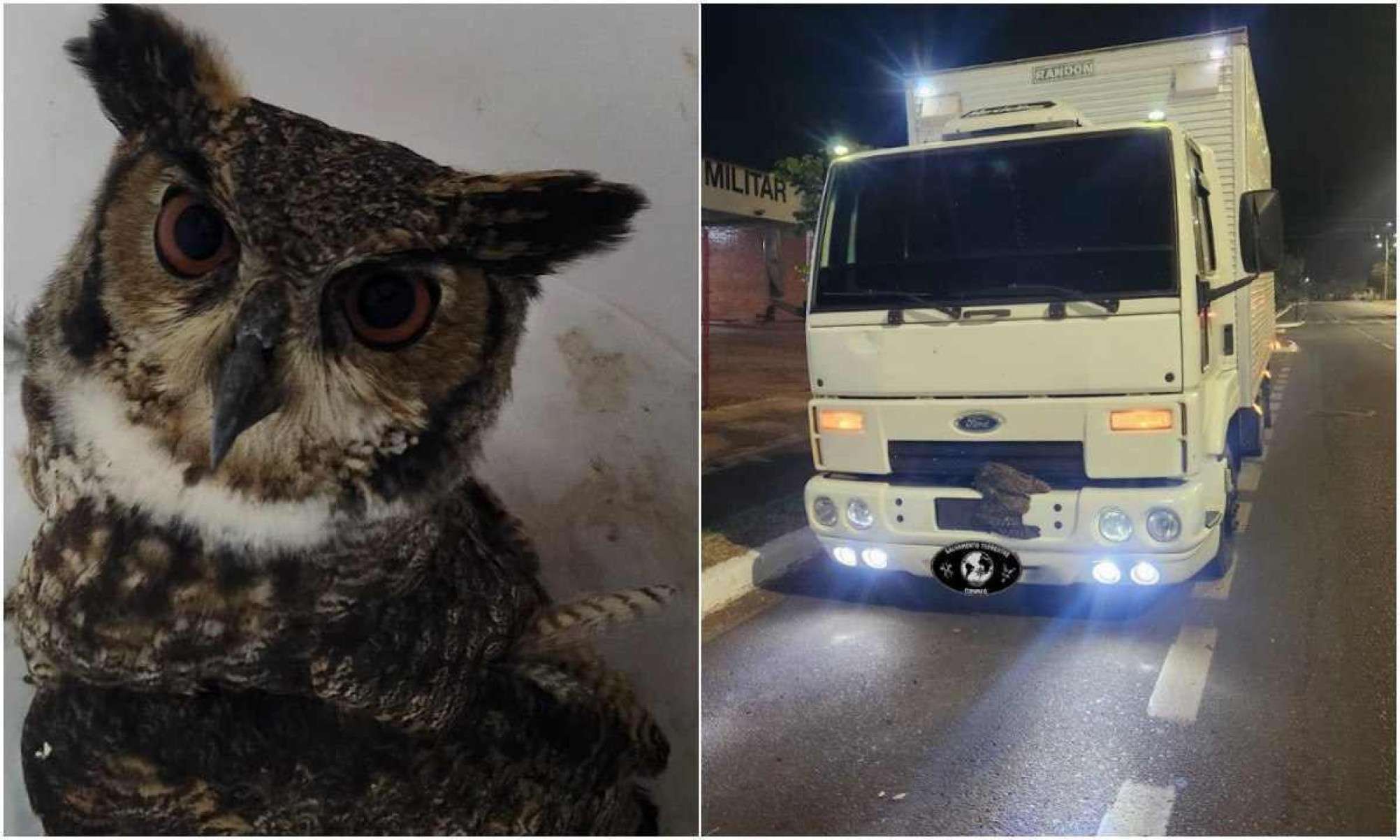 MG: ‘Corujão Orelhudo’ fica preso em para-choque de caminhão
