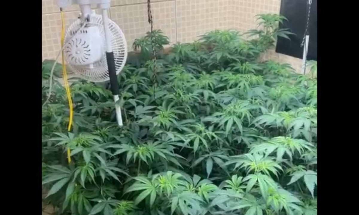 Estufa de cannabis para produção de maconha em casa na Pavuna, no Rio de Janeiro -  (crédito:  Reprodução de vídeo / Redes sociais)