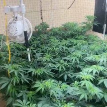 PM prende três em casa com estufa e iluminação para cultivar maconha -  Reprodução de vídeo / Redes sociais