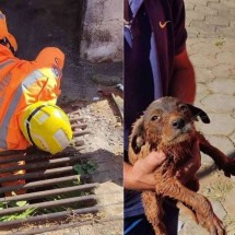 Filhote de cachorro fica preso em tubulação e é resgatado pelos Bombeiros - Corpo de Bombeiros Militar de Minas Gerais