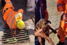 Filhote de cachorro fica preso em tubulação e é resgatado pelos Bombeiros