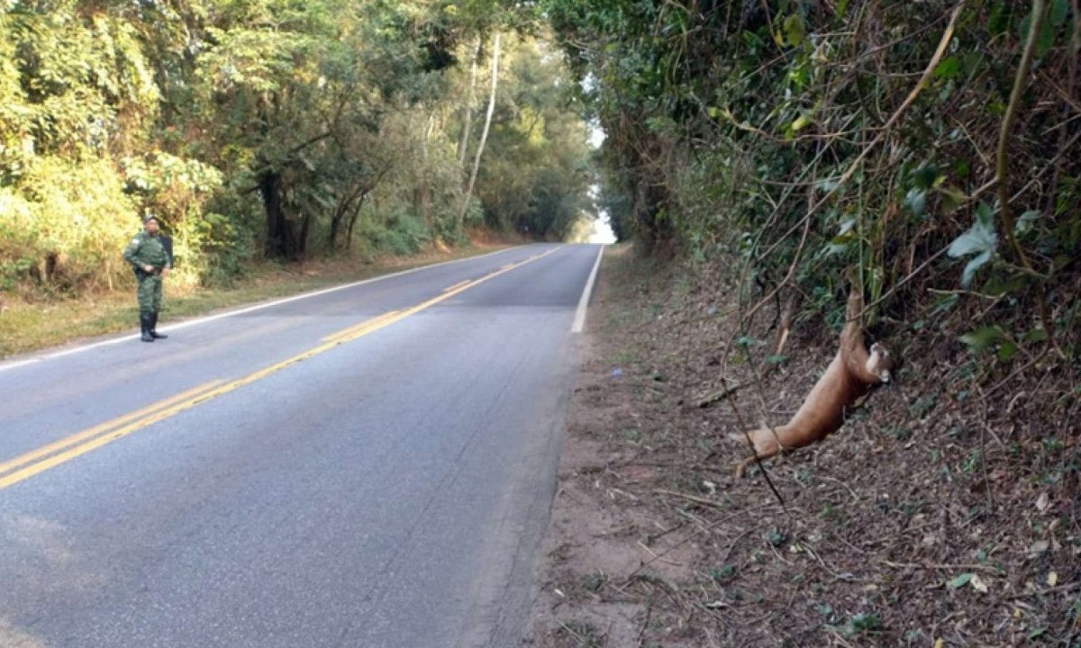 Onça-parda, 2º maior felino do país, é encontrada morta em rodovia de MG -  (crédito: Rede de Noticias)