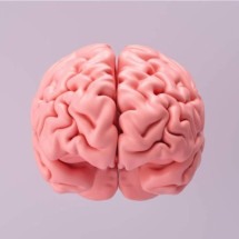 Hábitos que prejudicam a saúde e o funcionamento do cérebro - r.classen | Shutterstock EdiCase - Geral
