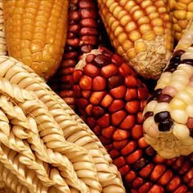 Xodó nas festas juninas: veja a importância do milho na culinária brasileira -  Keith Weller/Wikimédia Commons