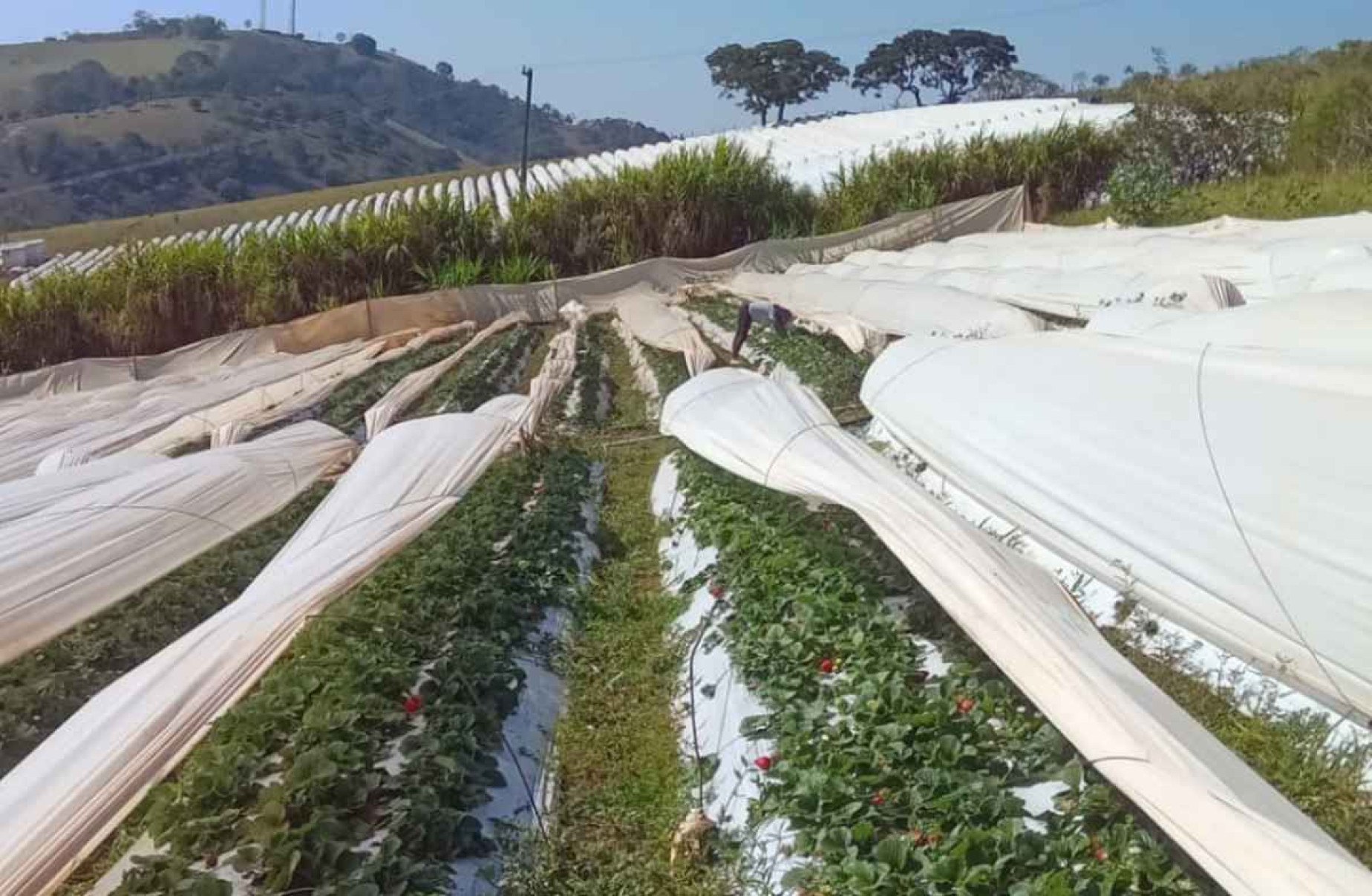 Em São Gotardo, projeto leva turistas para conhecer lavouras, colher e provar os frutos