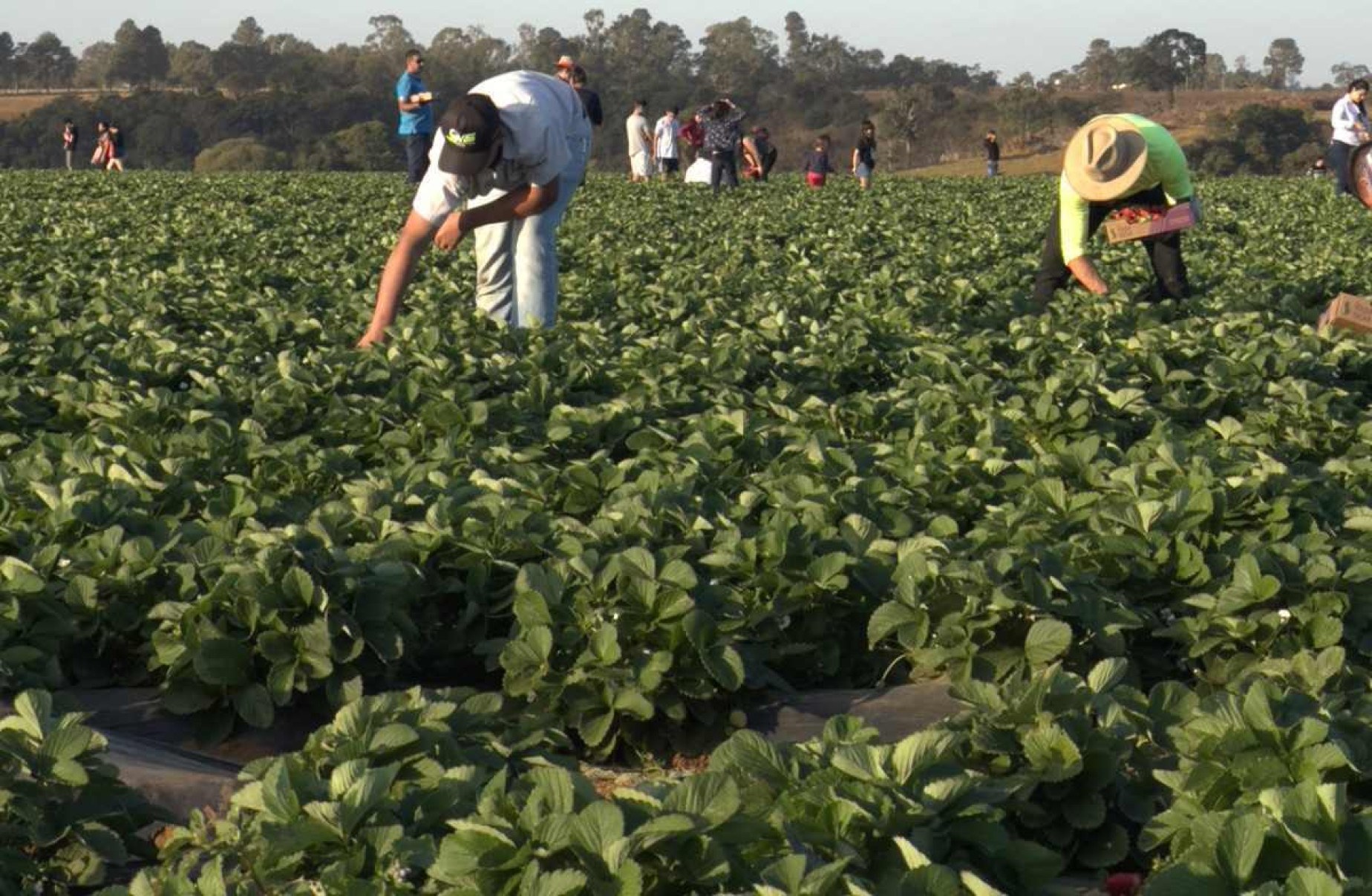 Plantação em Estiva, no Sul de Minas: na região, 97% da produção é proveniente da agricultura familiar