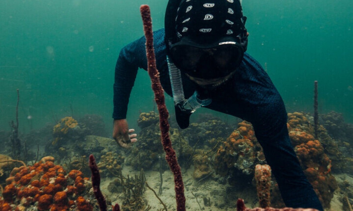 Viva experiências oceânicas autênticas no Panamá -  (crédito: Uai Turismo)