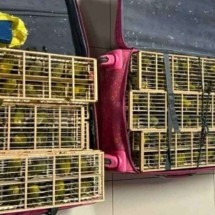 PF resgata 400 pássaros escondidos dentro de malas em aeroporto - Polícia Federal/Divulgação
