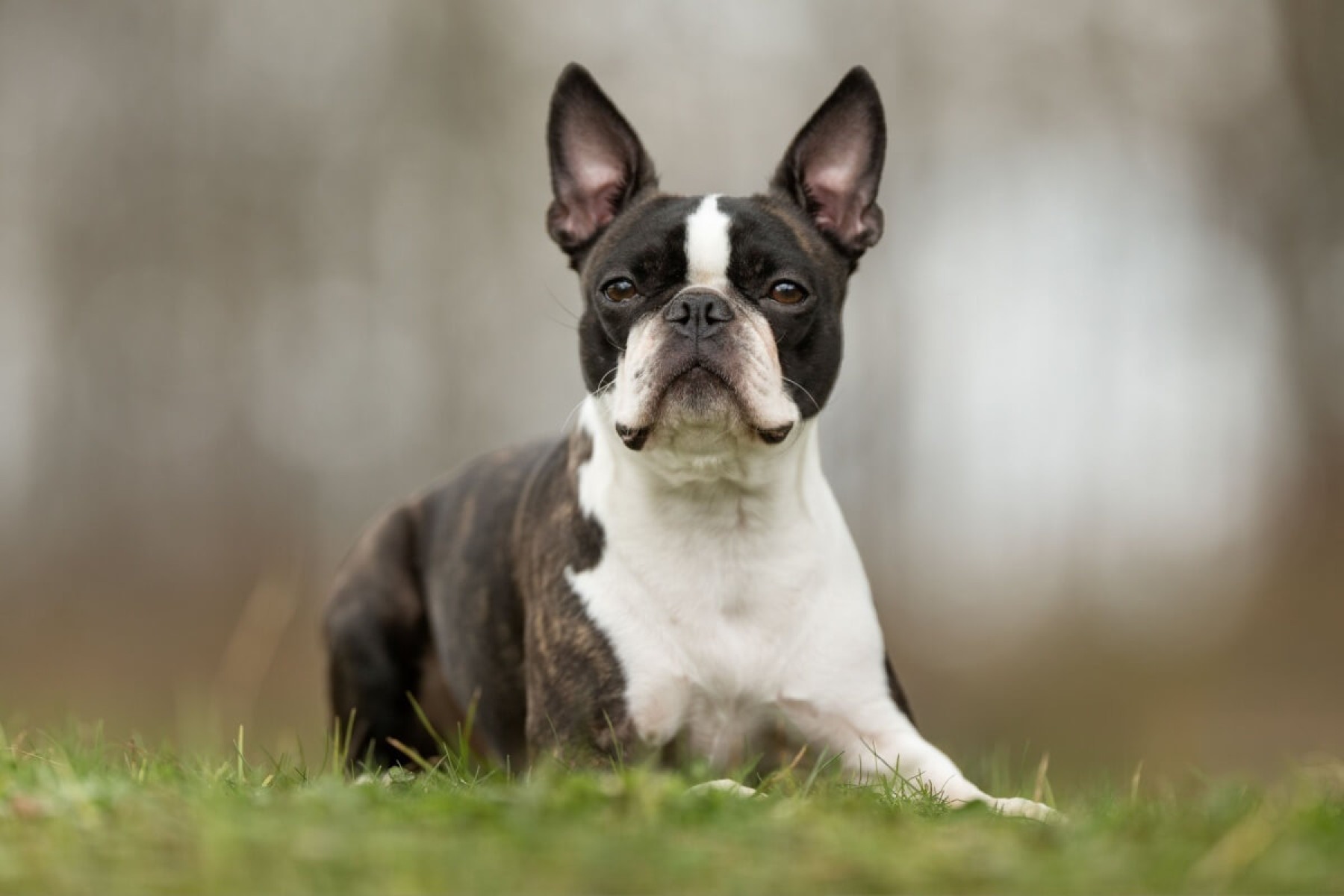 4 características do cachorro da raça boston terrier 