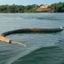 Comerciante viraliza ao topar com cobra gigante no Rio Tocantins - reprodução/redes sociais