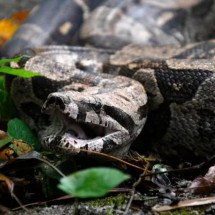 Jiboia de dois metros aparece em fazenda na Baixada Fluminense - Divulgação Prefeitura de Nova Iguaçu 