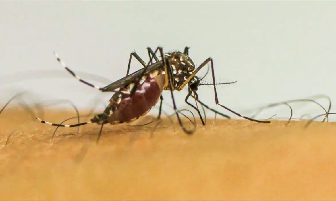 Dengue em MG: doença já matou quatro pessoas em 2025