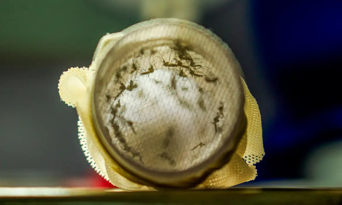 Aedes aegypti contra a dengue: entenda a tecnologia usada no Brasil