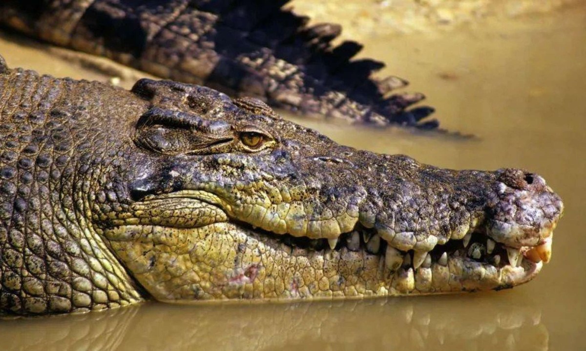 A busca desesperada por criança que desapareceu em águas com crocodilos -  (crédito: BBC)