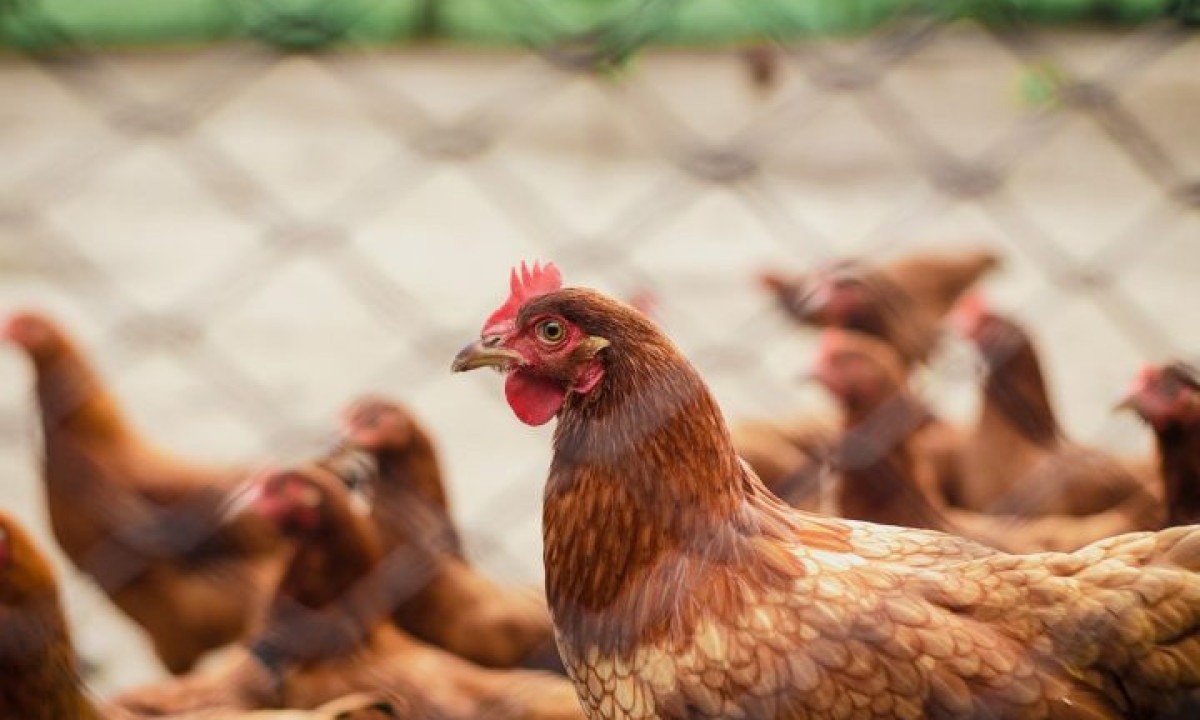 A cor da casca do ovo não interfere em seu valor nutricional. A diferença está na raça da galinha: as com plumagem branca geralmente põem ovos brancos, enquanto as com plumagem avermelhada põem ovos marrons. -  (crédito: Italo Melo por Pexels)