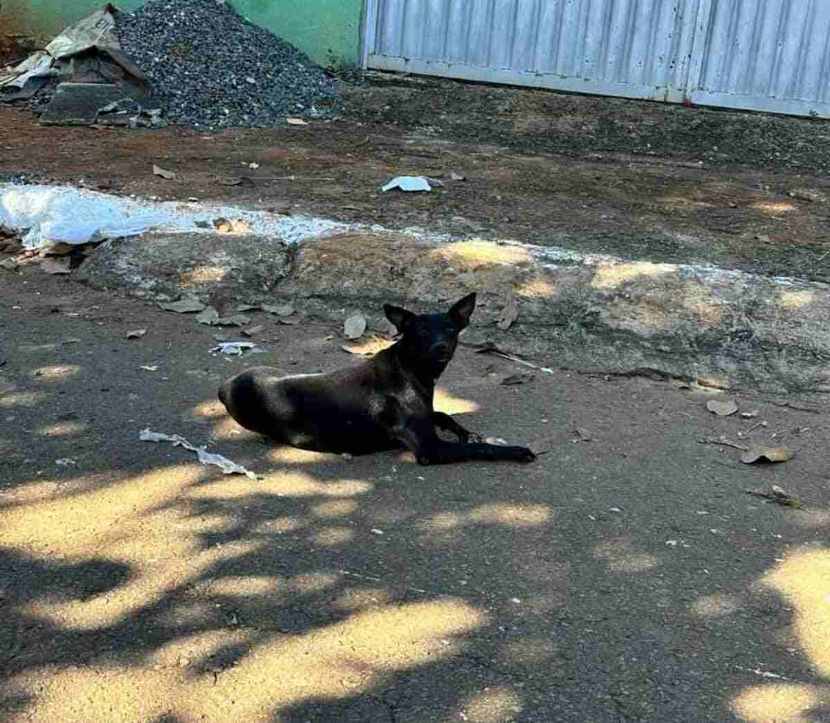 Cães foram eutanasiados no dia 9 de maio -  (crédito: Divulgação/Polícia Civil de Goiás)