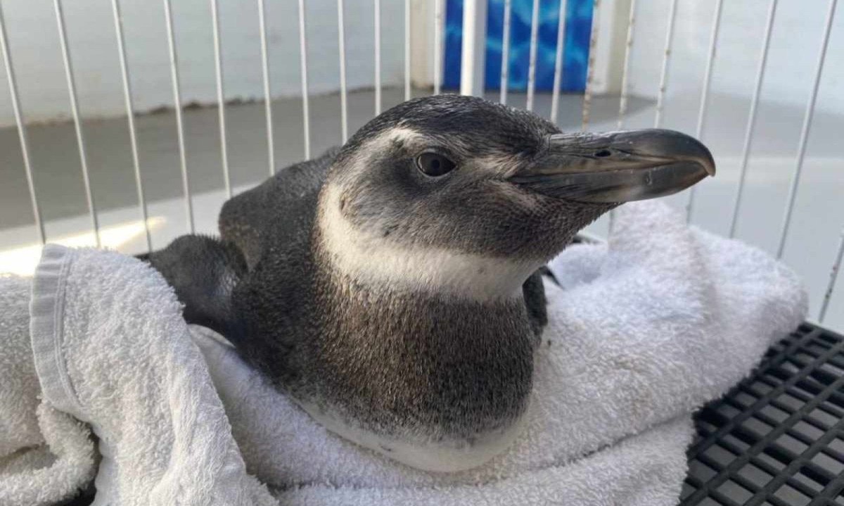 Pinguim-de-Magalhães, resgatado em Saquarema (RJ) -  (crédito: Divulgação / Instituto BW)