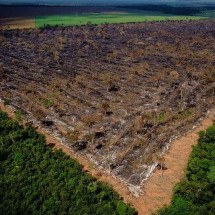 Como 'anistiaço' do MP e governo de MT livrou fazendeiros de pagar indenizações por desmatamento - Reuters