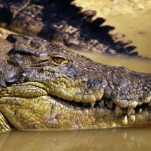 A busca desesperada por criança que desapareceu em águas com crocodilos - BBC