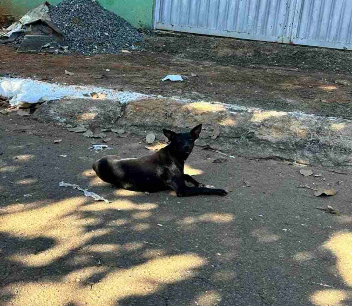 Veterinário é suspeito de realizar eutanásia em cachorros saudáveis - Divulgação/Polícia Civil de Goiás