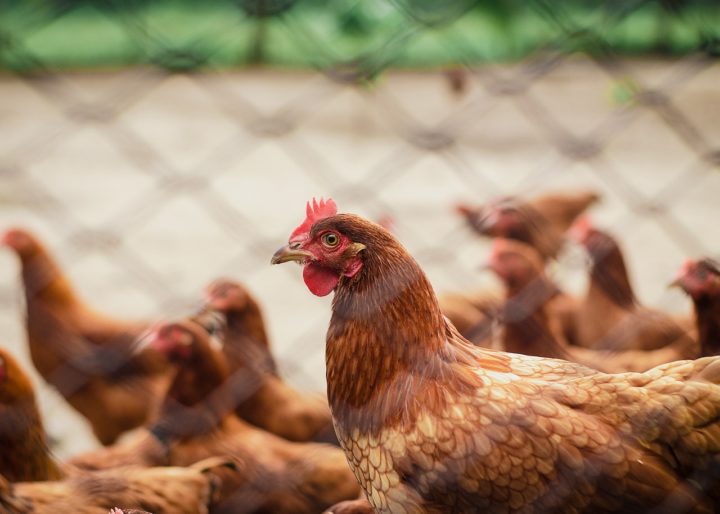 Doença de Newcastle, que ataca as aves, é registrada no Brasil após 18 anos