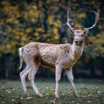 Doença do "cervo zumbi" preocupa na América do Norte - hashan por Pixabay